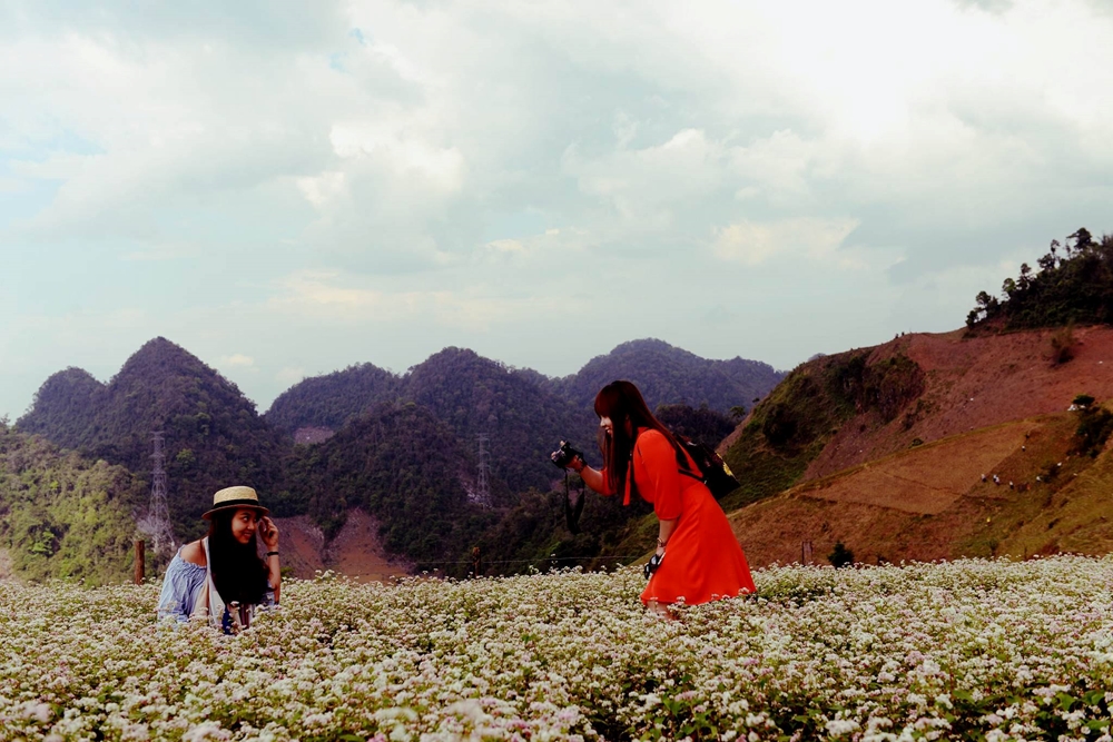 Du khách đi qua Mộc Châu thường ghé vào những đồi hoa tam giác mạch để chụp ảnh lưu niệm.