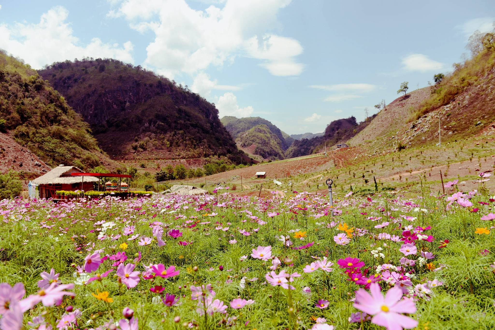 Sắc màu rực rỡ trên Cao nguyên Mộc Châu