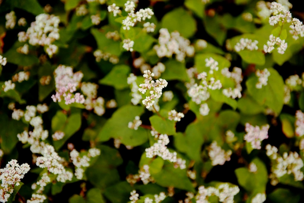 Hoa tam giác mạch nhỏ nhưng mọc chen chúc thành bãi rộng biến thành những thảm hoa tạo nên cảnh sắc quyến rũ.