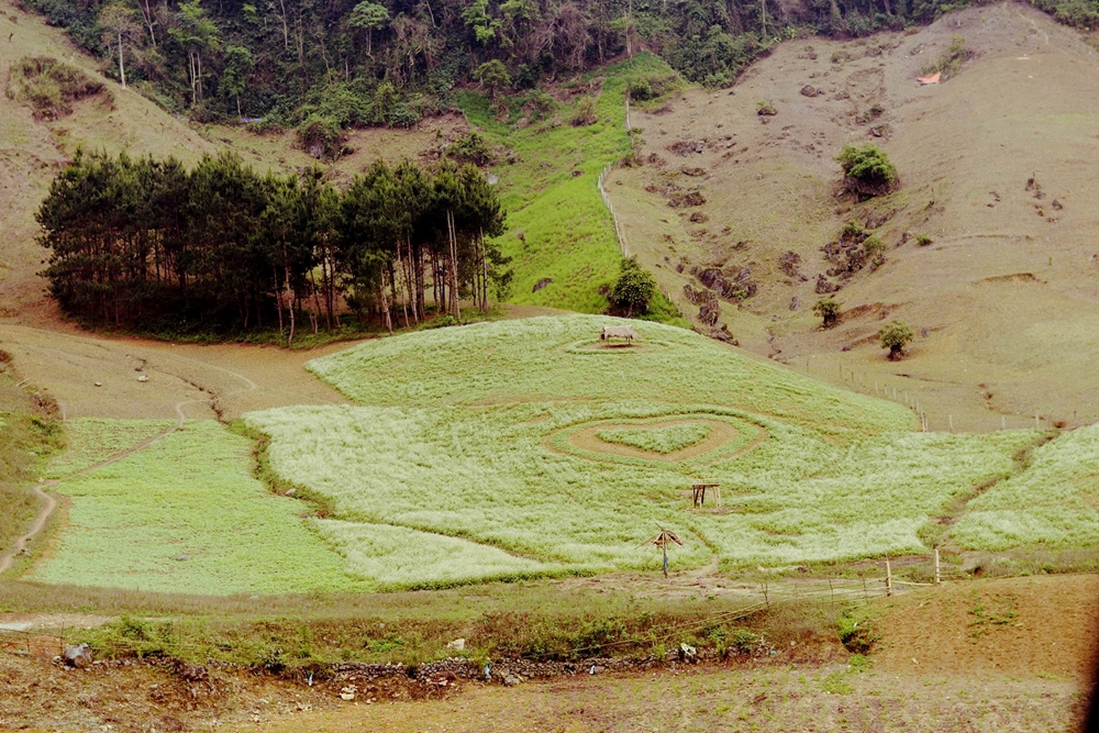 Hoa tam giác mạch nổi tiếng ở Hà Giang, nhưng giờ đây trên Cao nguyên Mộc Châu cũng xuất hiện những đồi hoa tam giác mạch vô cùng đẹp mắt.
