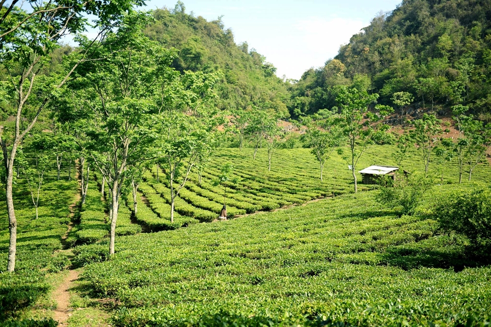 ...nằm giữa những đồi chè xanh ngắt.