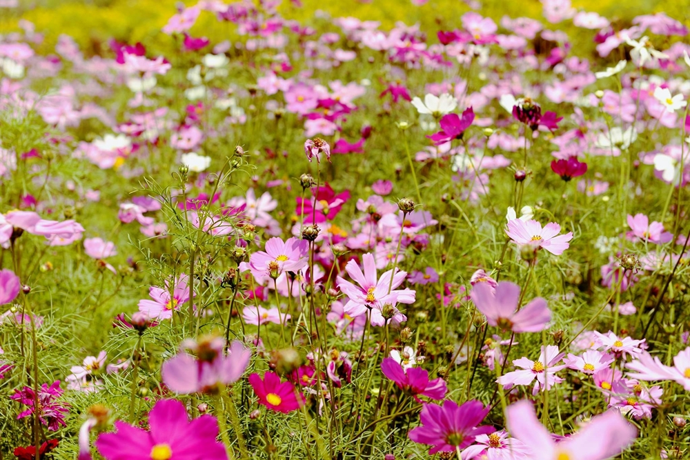 Với các loài hoa nhiều màu sắc.