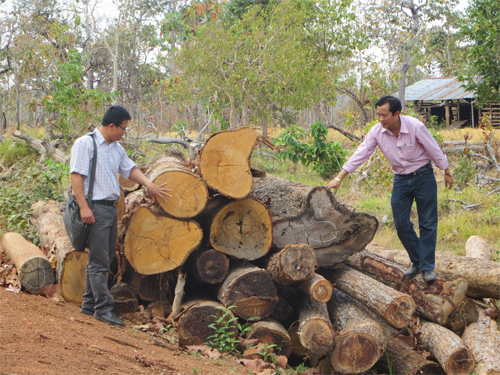 Khôi phục rừng Tây Nguyên để ứng phó với biến đổi khí hậu