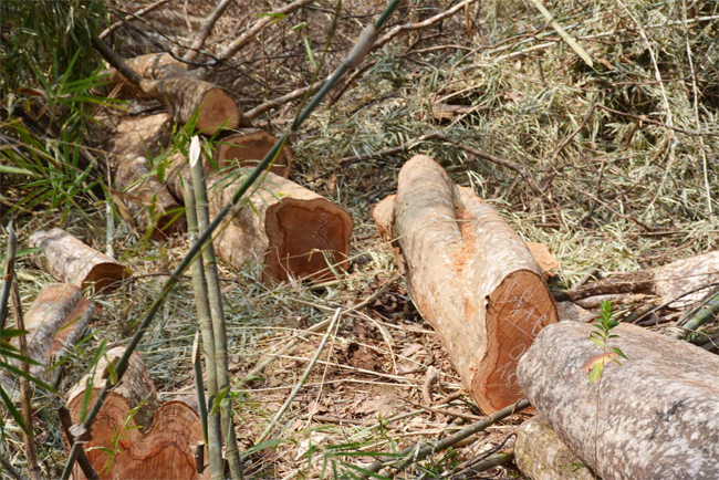 Tình trạng phá rừng vẫn tiếp diễn trên địa bàn Tây Nguyên        