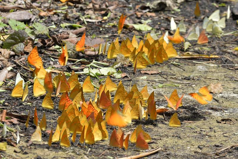 Cúc Phương mùa của những “bông hoa bay”