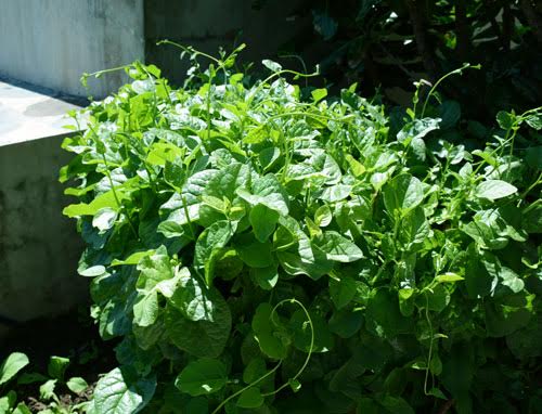 Khu tăng gia tập trung với những luống rau xanh ngút mắt.