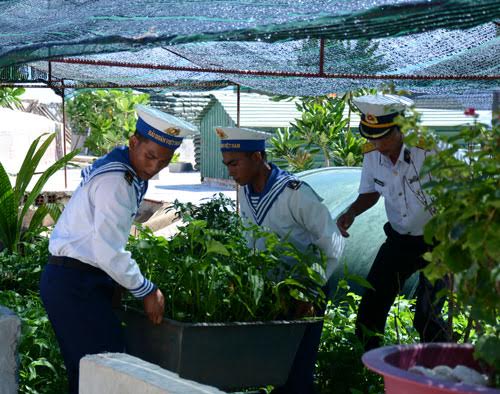 Chăm sóc rau xanh trên đảo.
