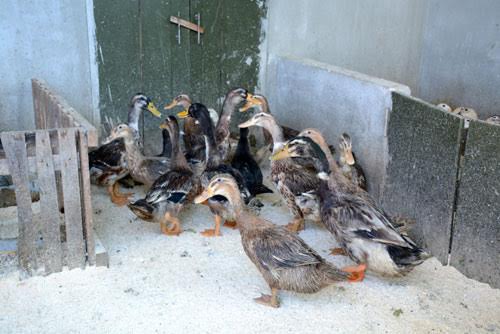 Những chú lợn, chú vịt không phụ công người chăm sóc.