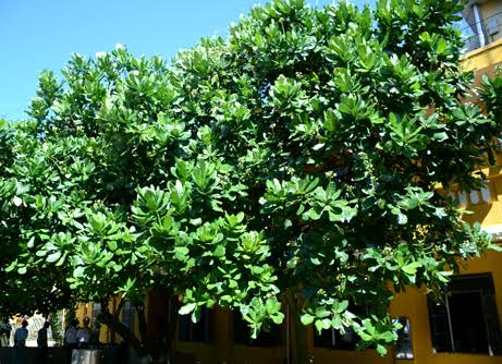 Bàng quả vuông, loài hoa vươn lên từ nắng gió đại dương.