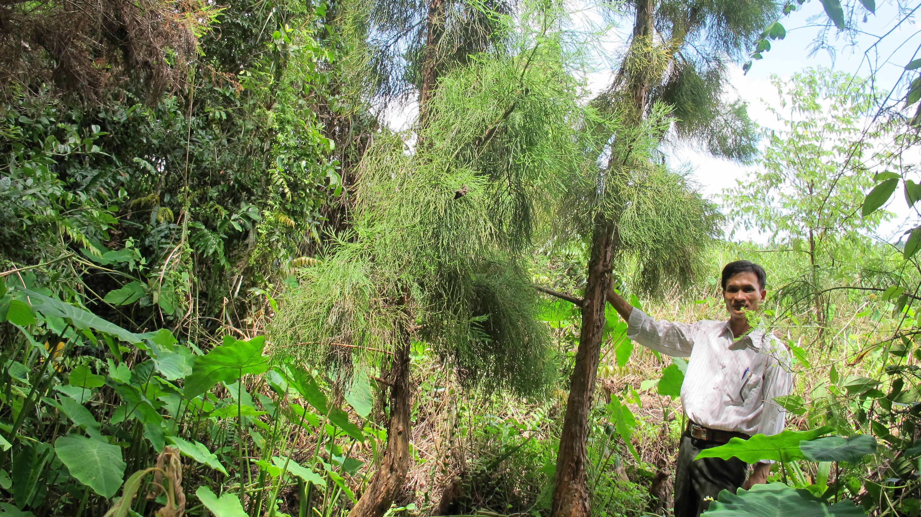 Cấp bách bảo tồn loài và sinh cảnh thông nước
