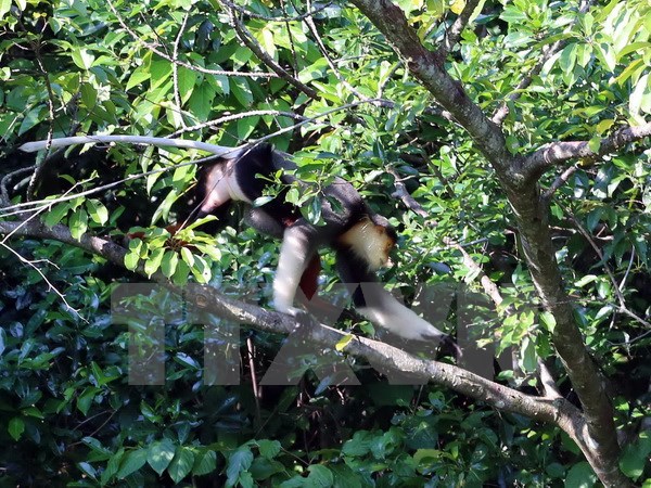 Bảo đảm hợp lý giữa bảo tồn và phát triển tại bán đảo Sơn Trà