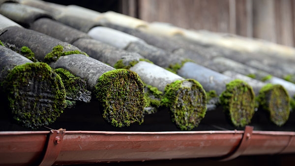 Mái ngói âm dương, trạm khắc tinh xảo, nhiều hoa văn.