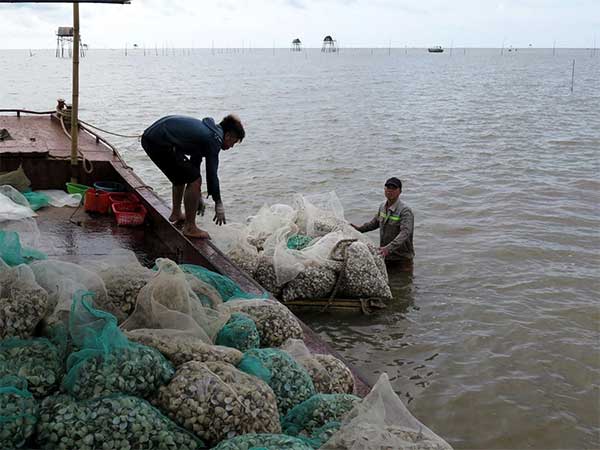 TP Hải Phòng: Xử lý dứt điểm tranh chấp tại các bãi nuôi ngao
