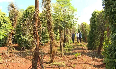 Thông tin từ đường dây nóng