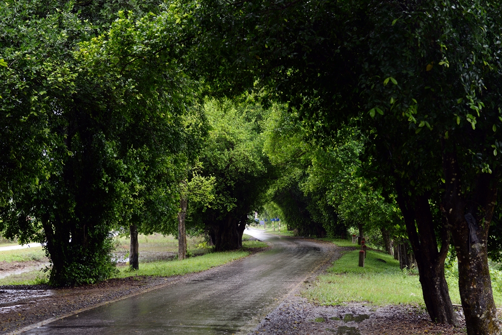 Hàng cây duối hai bên đường vào Khu di tích Quốc gia đặc biệt Tân Trào.