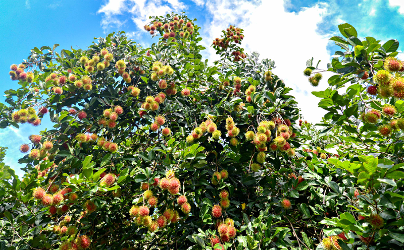 Chợ Lách đỏ vườn chôm chôm chín