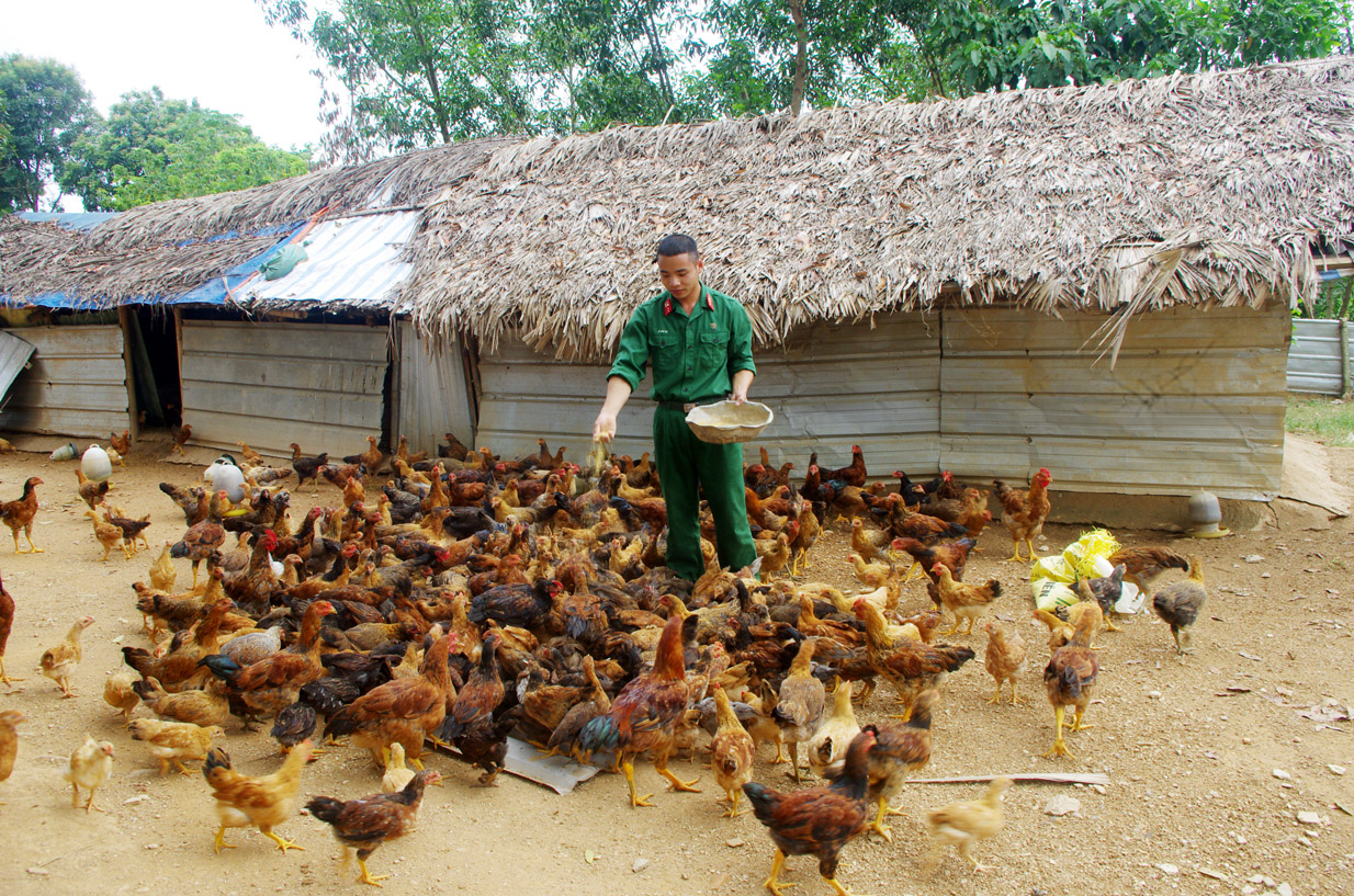 Chăn nuôi gà lai chọi công nghiệp theo mô hình của Thái Lan   Mayaptrungmactech