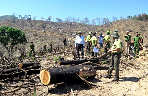 Khởi tố vụ án hình sự tàn phá rừng tại Bình Định
