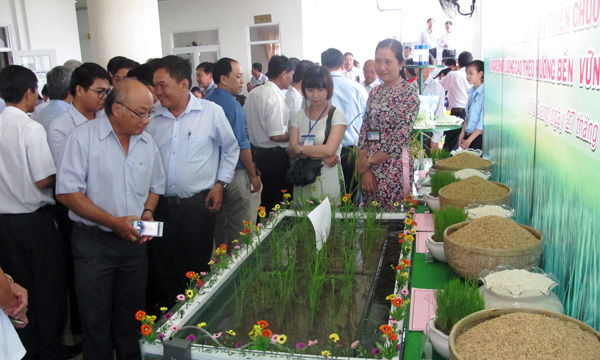 Liên kết phát triển chuỗi giá trị lúa gạo chất lượng cao theo hướng bền vững