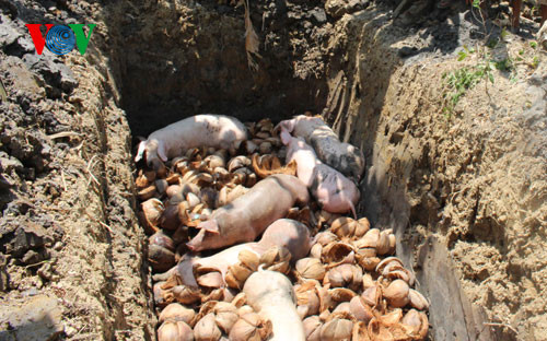 TỎA LAN VĂN HÓA PHÁP QUYỀN
