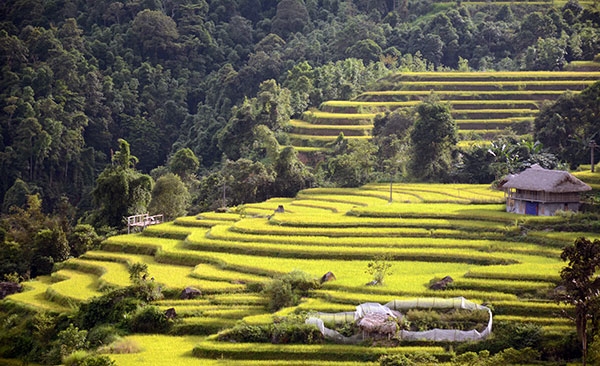 Ruộng bậc thang ở Hoàng Su Phì mang lại giá trị kinh tế và tạo nên một bức tranh thiên nhiên tuyệt đẹp, góp phần thúc đẩy du lịch phát triển.