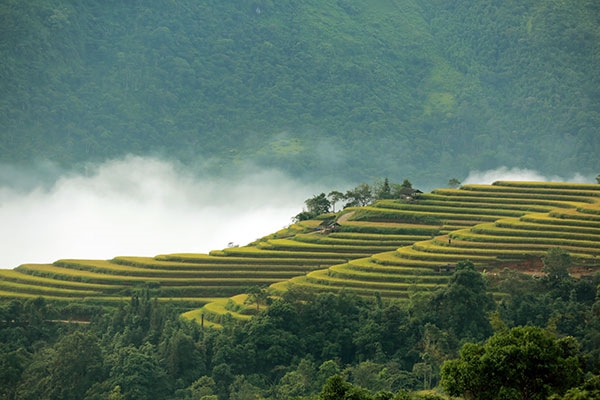 Màu vàng của lúa chín trên những vạt ruộng bậc thang tạo nên những cảnh sắc sinh động, tươi mới.