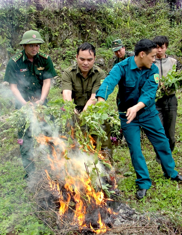Cán bộ, chiến sĩ đồn Xuân Trường cùng DQTV địa phương vận động đồng bào thôn Mù Chảng, xã Xuân Trường tự nguyện phá bỏ và tiêu hủy cây thuốc phiện.