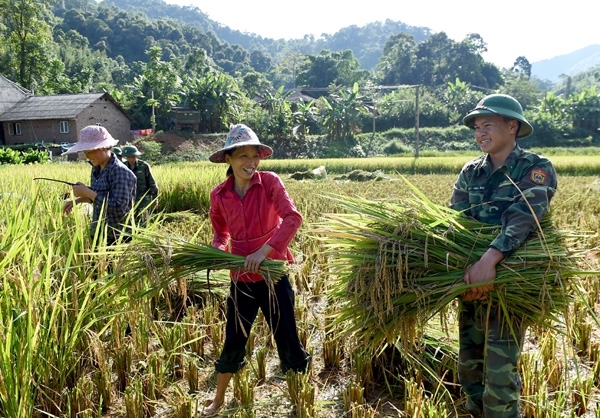 Cán bộ, chiến sĩ Đồn Biên phòng Cần Yên giúp gia đình ông Lục Văn Học (xã Cần Nông) thu hoạch lúa.