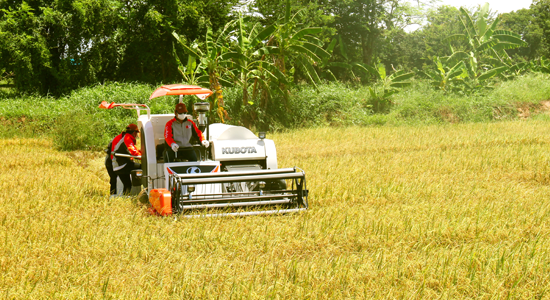 Bảo đảm an ninh lương thực để giảm suy dinh dưỡng bền vững