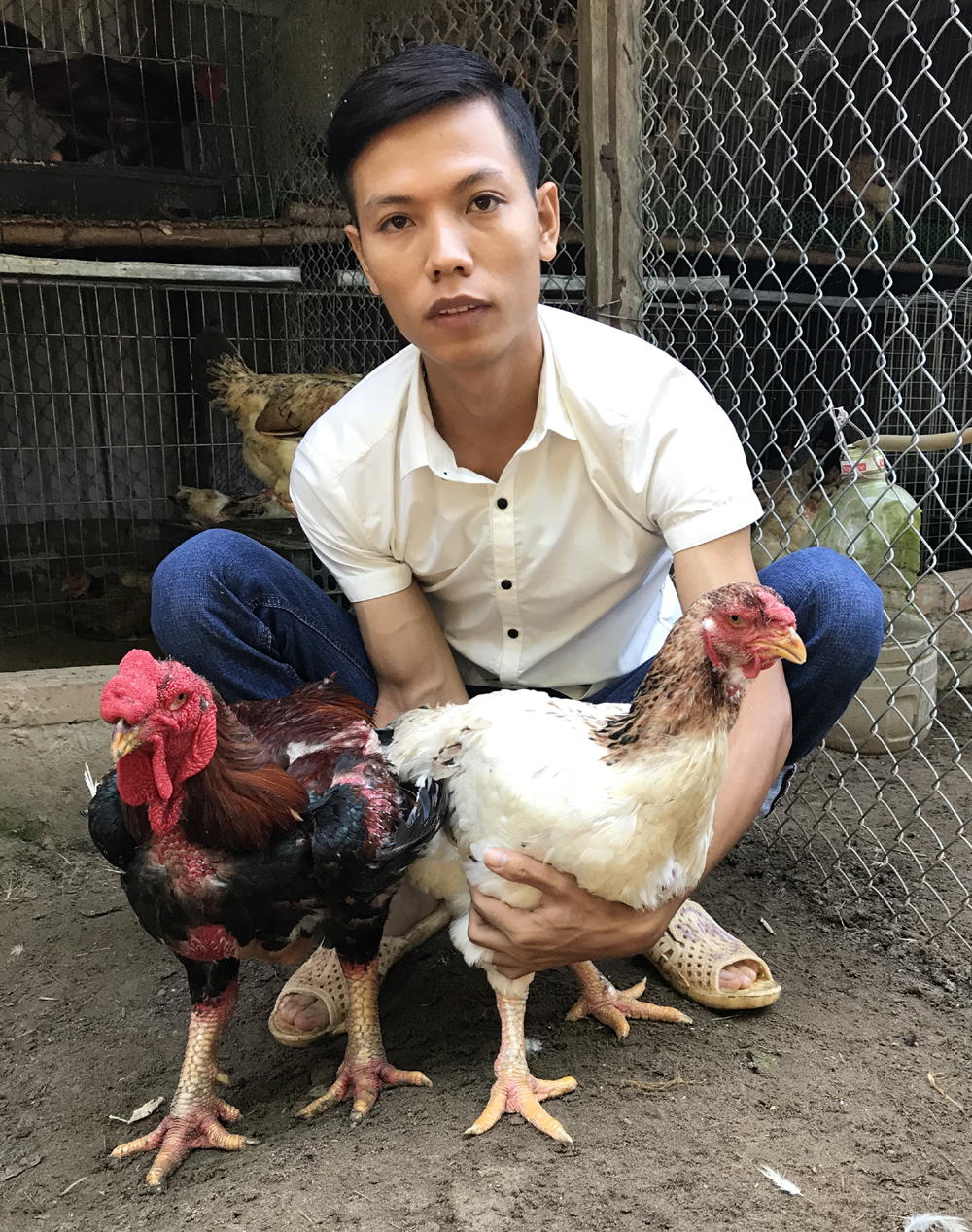 Chàng “khờ” và trang trại gà Hồ quý hiếm
