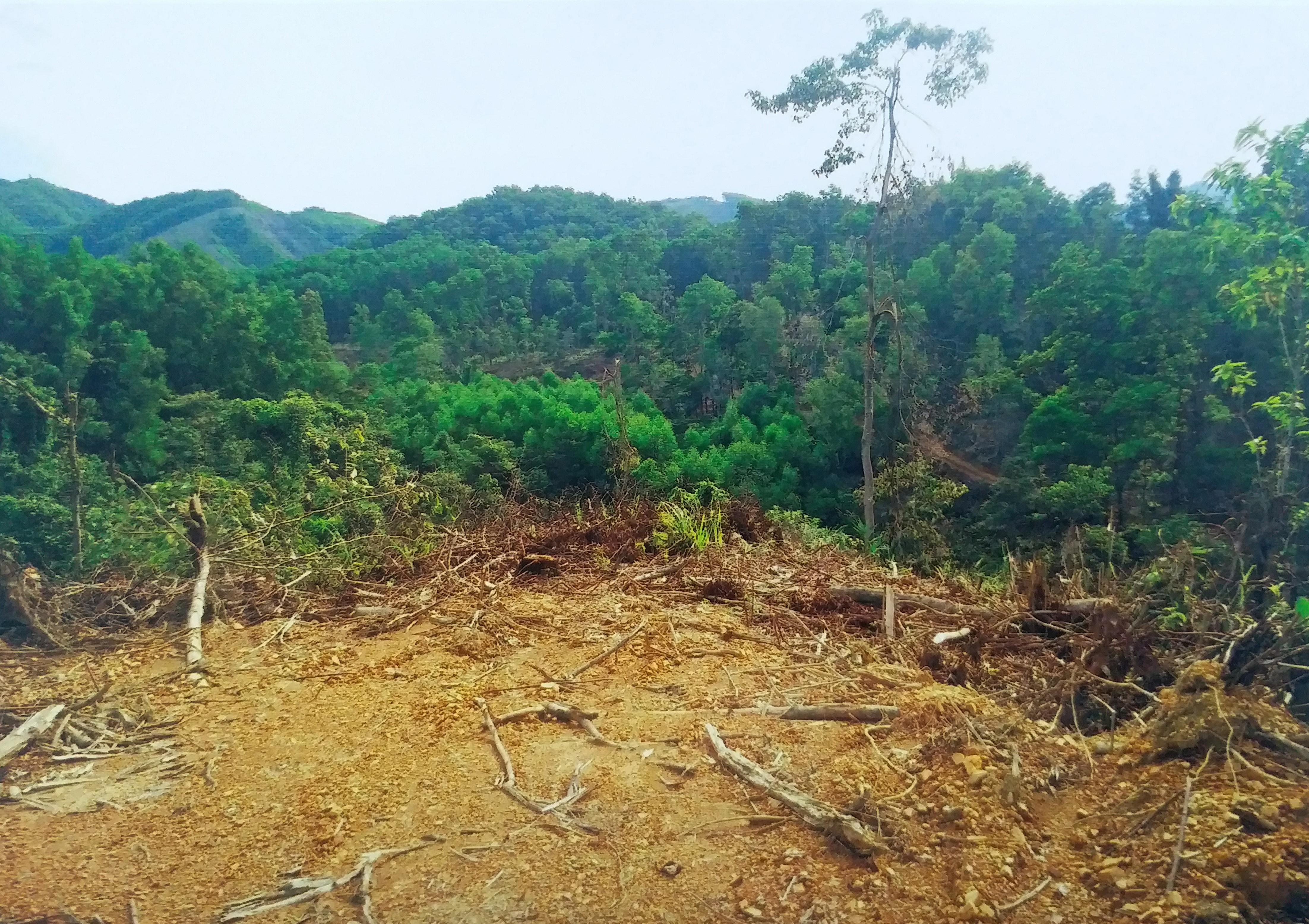 Sớm làm rõ việc chiếm dụng, khai thác rừng của công dân