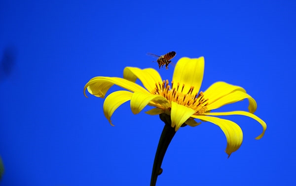 Khi dã quỳ nở rộ cũng là thời điểm để ong đi lấy mật.