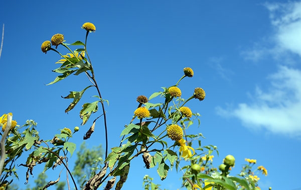 Hoa dã quỳ vốn có nguồn gốc từ các vùng cận nhiệt đới và nhiệt đới. Tại Việt Nam, trước đây hoa dã quỳ được người Pháp đưa vào trồng ở các đồn điền thuộc tỉnh Lâm Đồng, dùng để làm phân xanh cho các vườn cao su, cà phê.