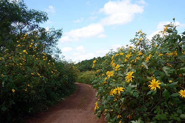 Theo nhịp vận động của đất trời Tây Nguyên, hoa dã quỳ nở là đánh dấu sự kết thúc của mùa mưa.