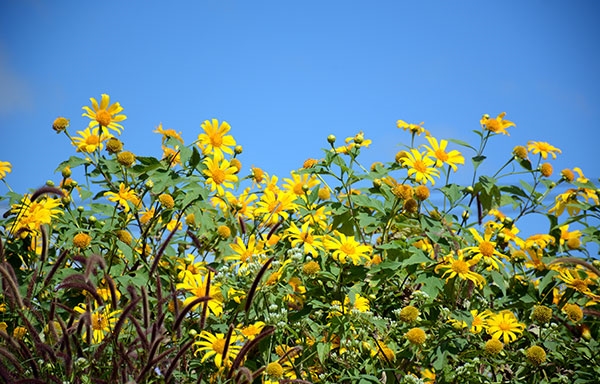 Hoa dã qùy còn có tên gọi khác là cúc quỳ có tên khoa học là Tithonia diversifolia. Đây là loài thực vật trong họ cúc (Asteraceae).