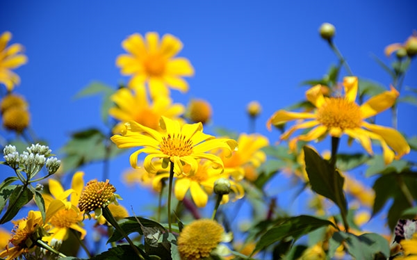 Hoa dã quỳ nở trong một thời gian dài nhưng thời điểm lý tưởng nhất để ngắm hoa, chụp ảnh là buổi sáng từ 8 giờ đến 10 giờ...