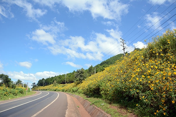 Từ cuối tháng 10, đầu tháng 11 dã quỳ khoe sắc hai bên đường đi ở Gia Lai...