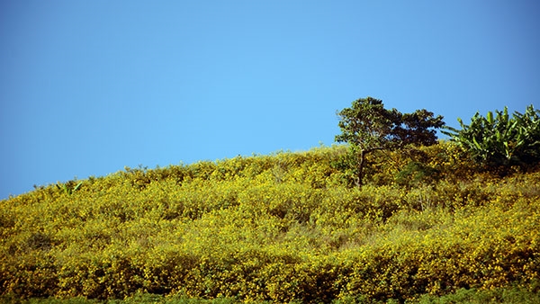 Vào tháng 11, màu sắc Tây Nguyên đồng nghĩa với màu vàng của dã quỳ và màu xanh của nền trời.