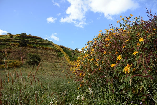 ...hay trên những sườn núi tạo thành những thảm màu vàng trải dài.