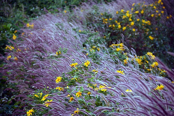 Nếu khám phá núi lửa Chư Đăng Ya vào buổi sáng sớm, du khách như lạc vào cảnh thần tiên với những sắc hoa vàng lãng đãng hư ảo xen lẫn những đám cỏ đuôi chồn màu tím nhạt...