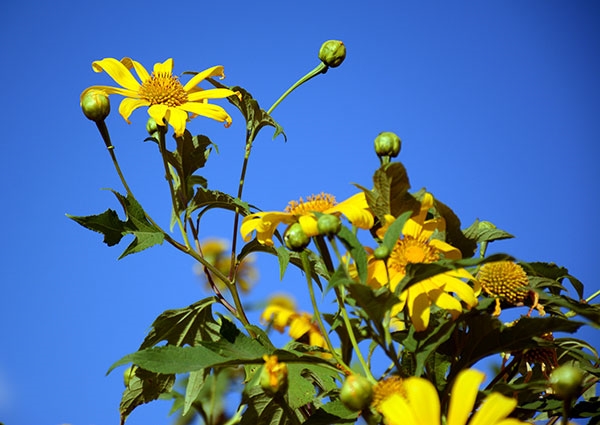Hoa dã quỳ không thơm nồng nàn như hoa sữa, hoa nhài… mùi hương chỉ thoang thoảng trong cơn gió đông.