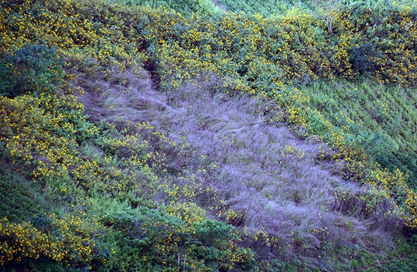 Chư Đăng Ya, ngọn núi lửa nguội lạnh từ hàng triệu năm ở huyện Chư Pah, Gia Lai là thắng cảnh thu hút hàng trăm ngàn lượt khách đến thưởng ngoạn dã quỳ mỗi năm.