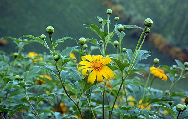 ...vì lúc này hoa có sắc màu rực rỡ và tươi sáng nhất.