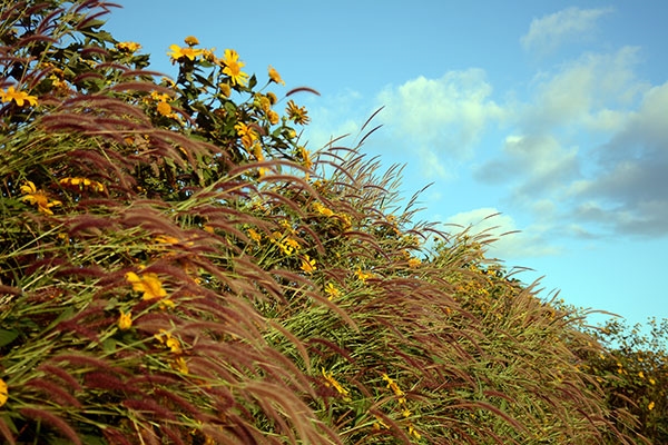 Hãy đến Tây Nguyên những ngày dã quỳ nở rộ và đi trên những cung đường, những cánh rừng dã quỳ nhuộm màu vàng để tận hưởng những phút giây hạnh phúc.