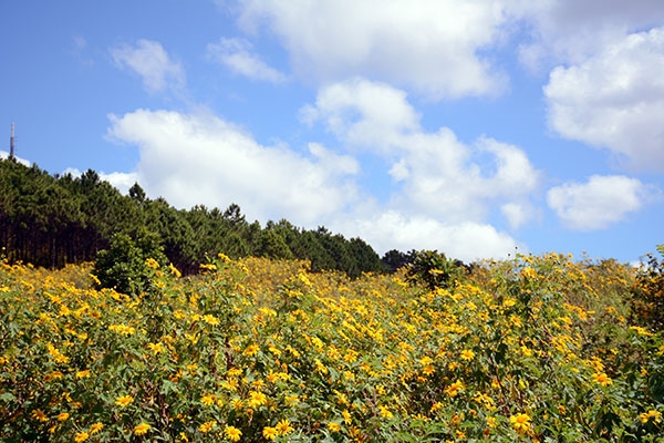 Những cung đường vàng quyến rũ mà bất cứ du khách nào cũng muốn được in dấu chân.