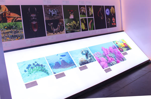 Trưng bày các tác phẩm nhiếp ảnh về đa dạng sinh học của Việt Nam và Đài Loan (Trung Quốc)