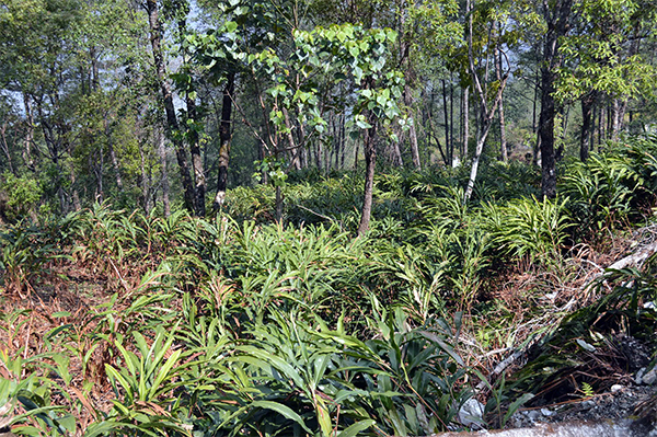 Hai người trẻ dưới chân đèo Gió