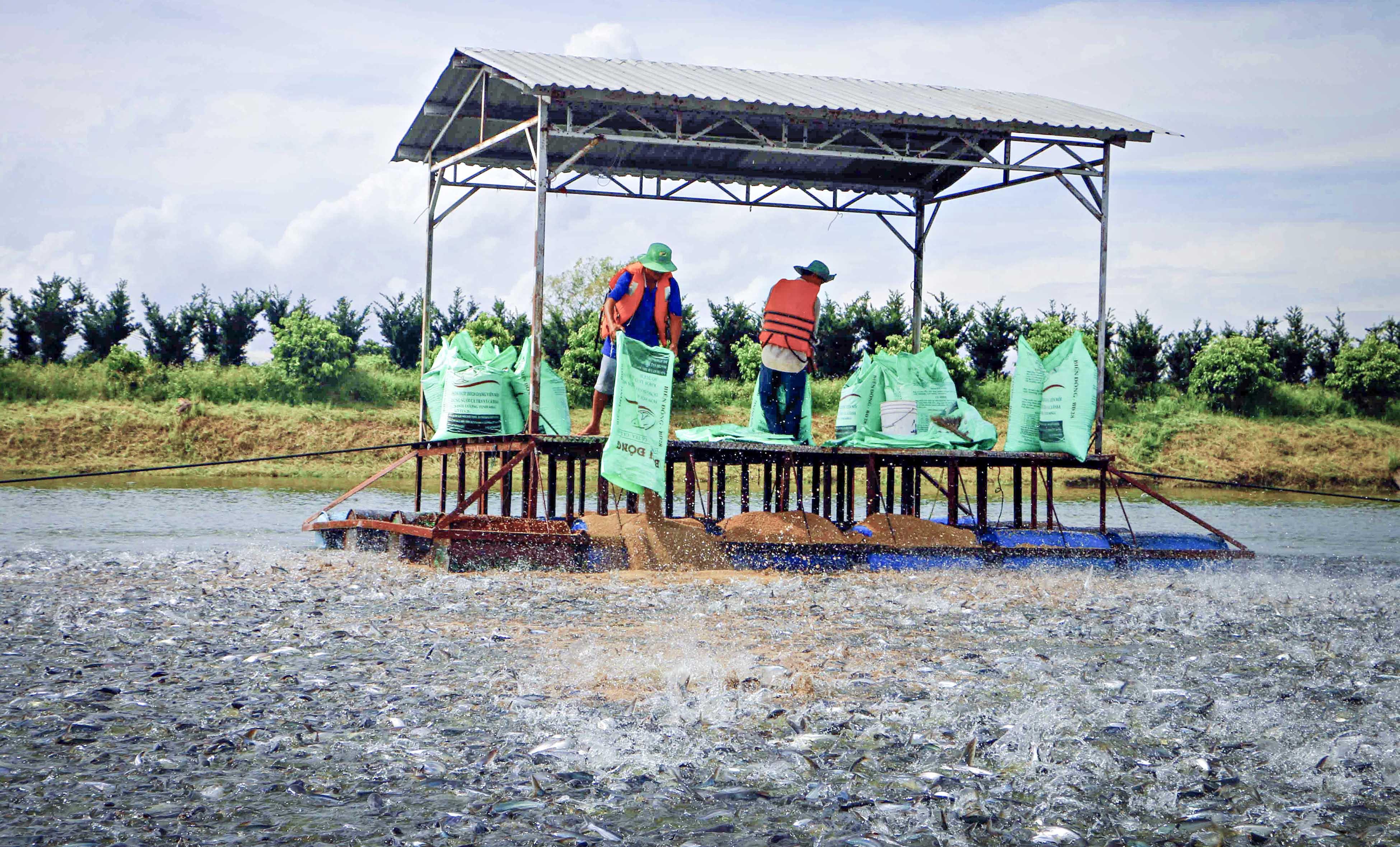 Thúc đẩy xuất khẩu cá tra vào thị trường châu Âu