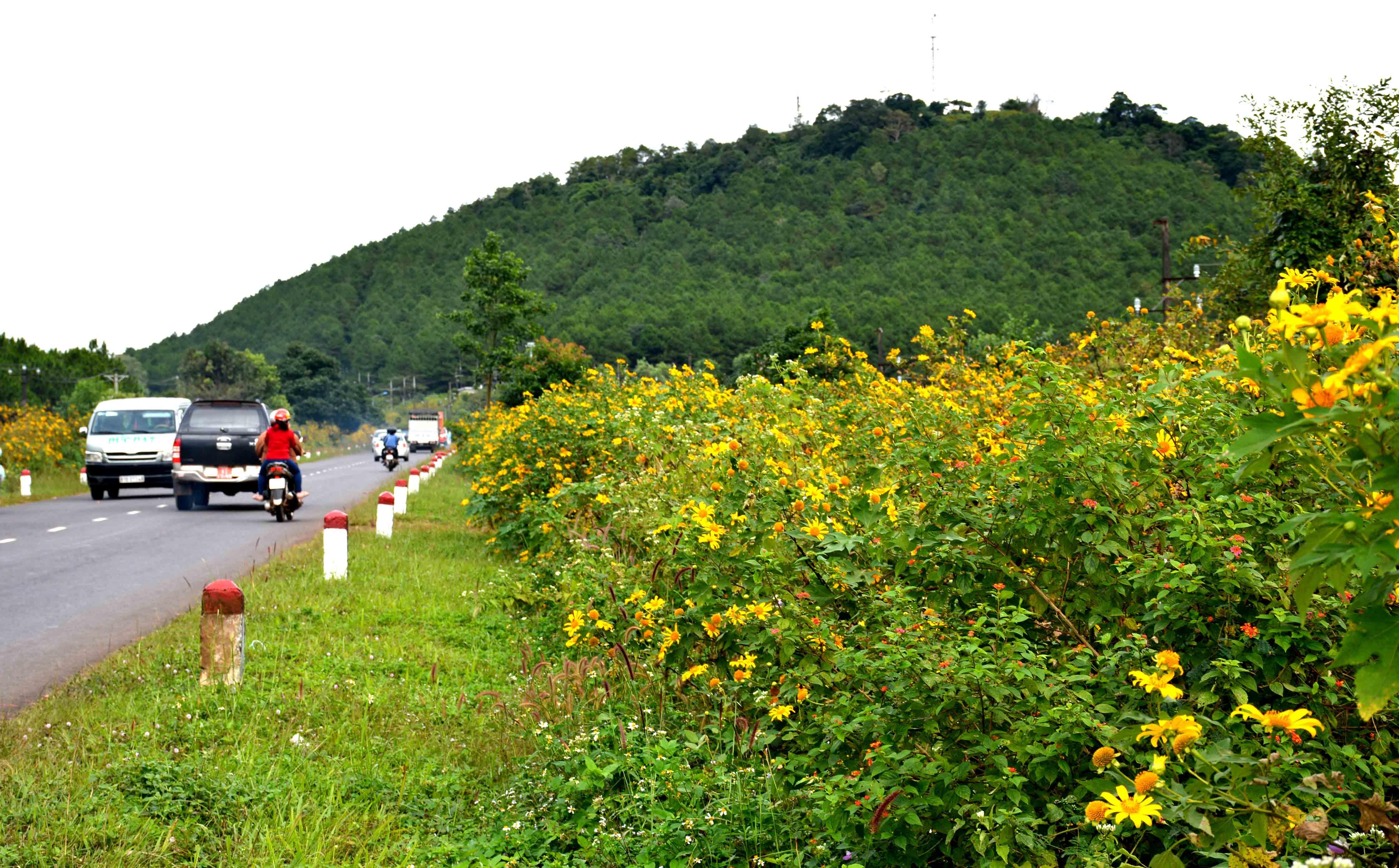 Dã quỳ trên phố núi Pleiku