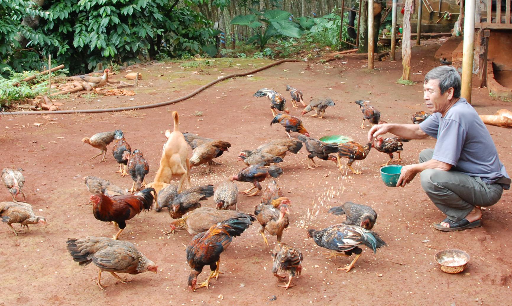 Chủ tịch hội làm kinh tế giỏi, giàu lòng nhân ái